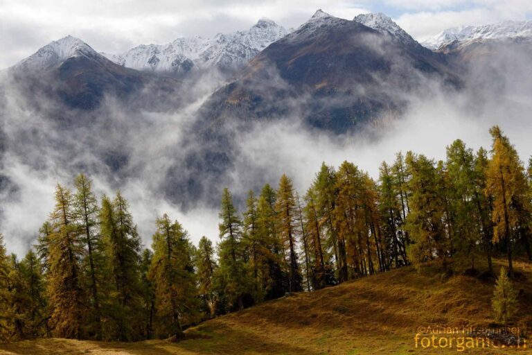 Wald, Nebel und Berge