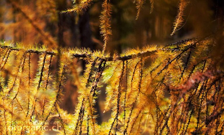 Die Herbstfarben machen noch einmal Stimmung und sorgen für Glücksgefühl