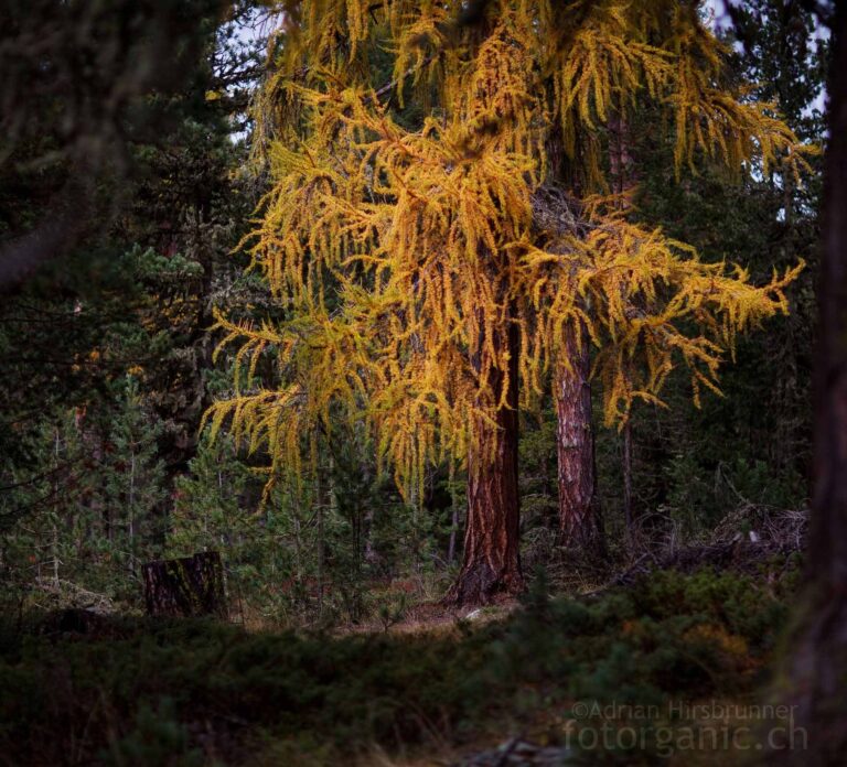 Lärchen-Arvenwald im Engadin.