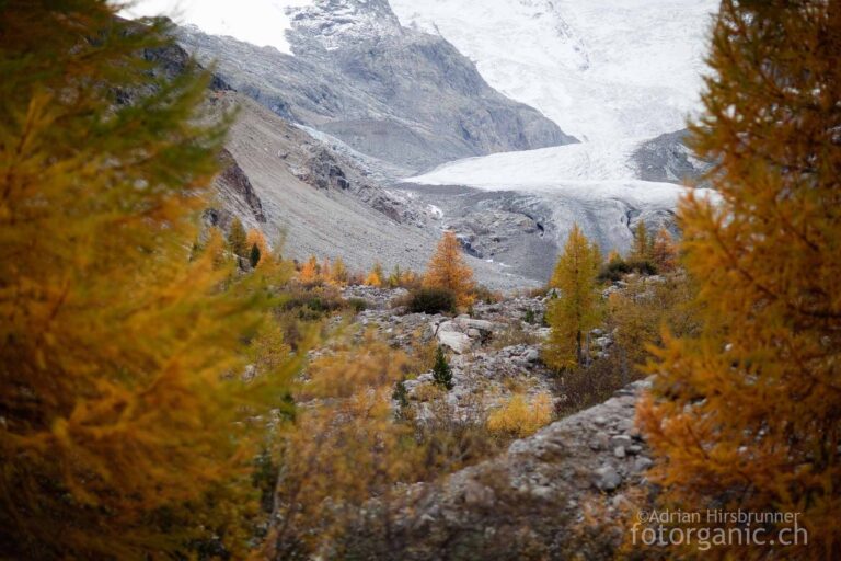Schöner Kontrast zwischen den farbigen Lärchen und der beinahe monochromen Gletscher- und Felsenwelt