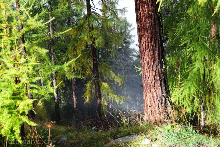 Das Morgenlicht dringt durch den Nebel und beleuchtet die Lärchen