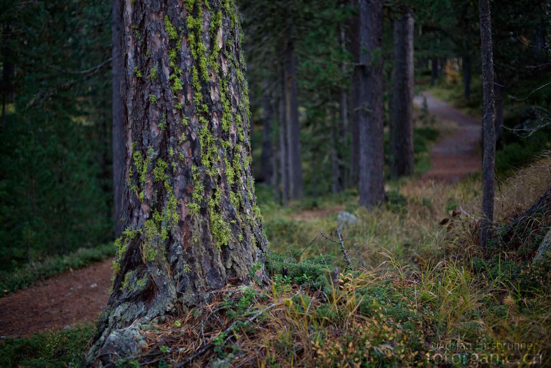 Einzigartige Naturbilder, Wandbilder für Zuhause