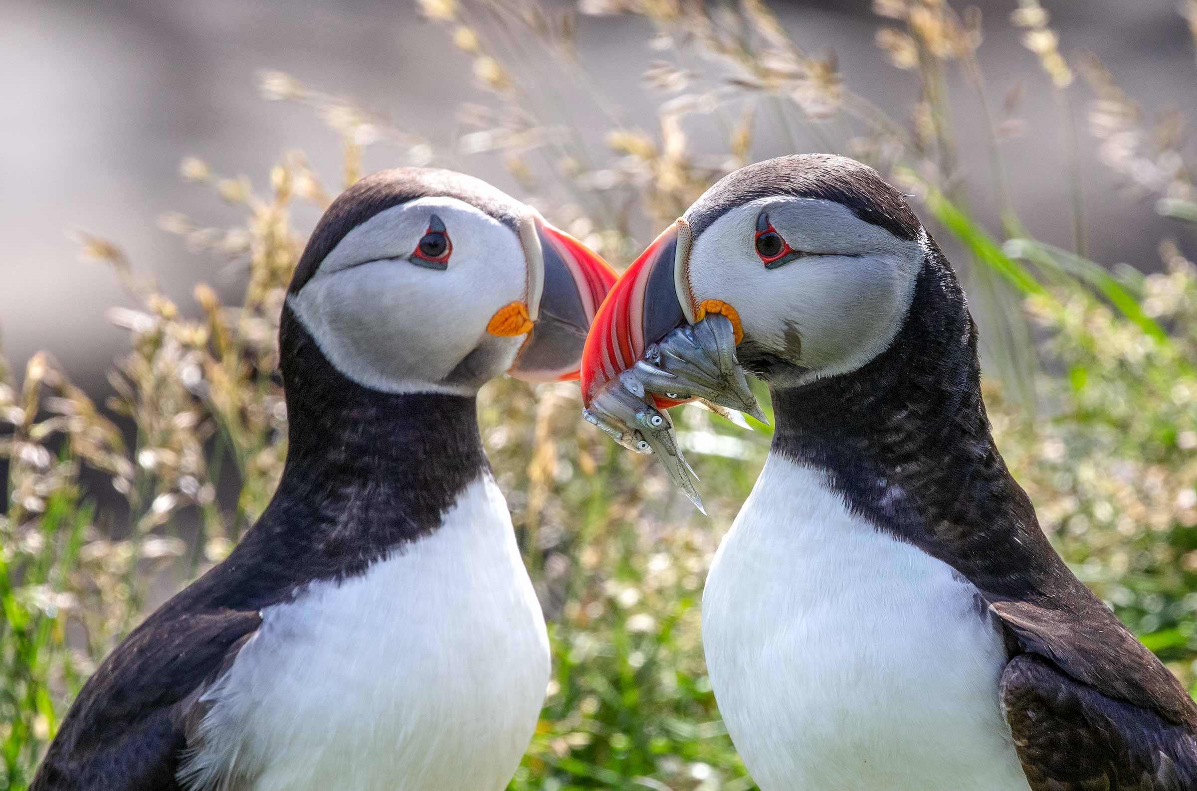 Naturfotografie für Werbung und Redaktionen