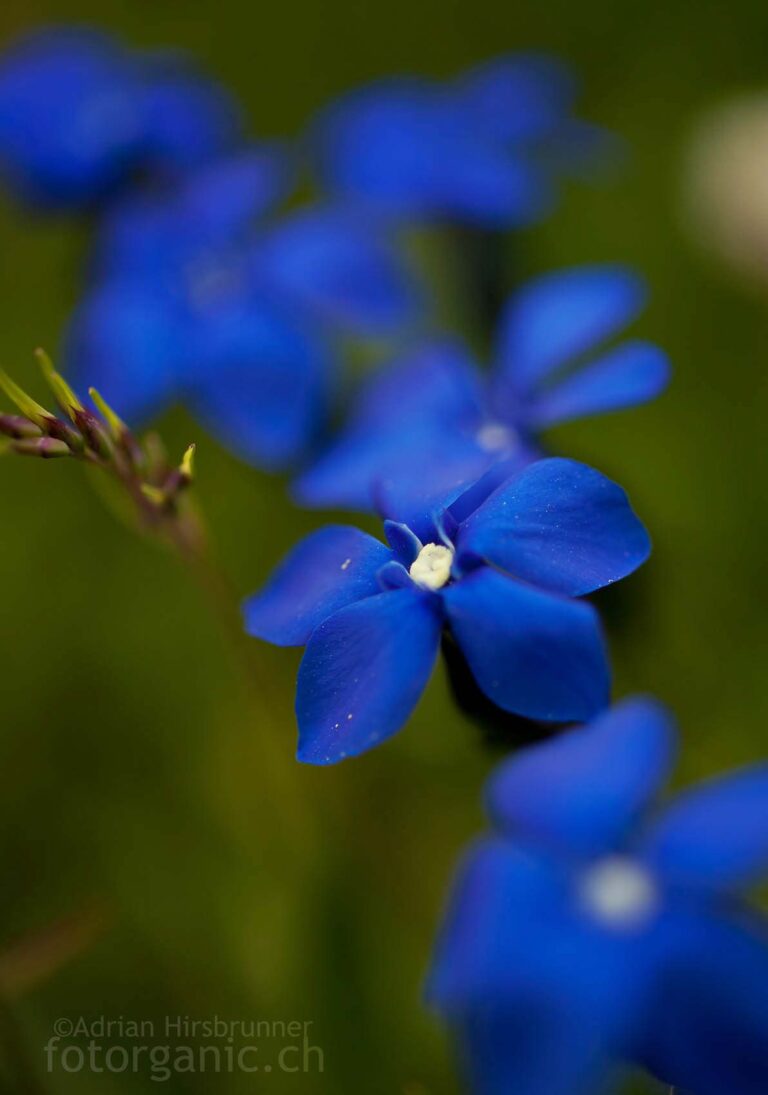 Auf dem Tungelpass sehen wir Schleichers Enzian, der vielerorts blaue Polster bildet.