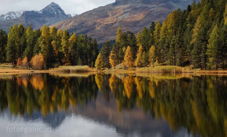 Herbstwald am Stazersee