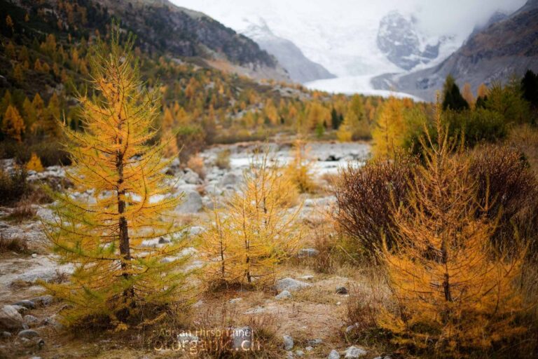 Die Lärche ist einer der ersten Bäume, der vom Rückgang der Gletscher profitieren kann.