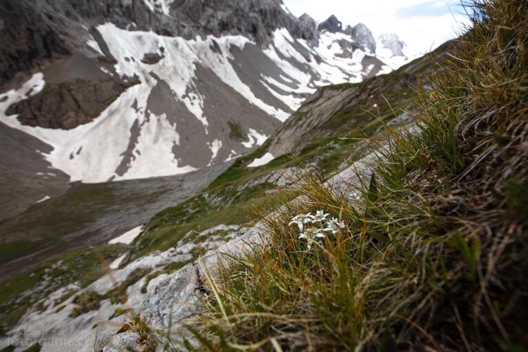 Das Edelweiss ist eine Gebirgspflanze. Es kommt auch an rauen und wetterexponierten Standorten vor.