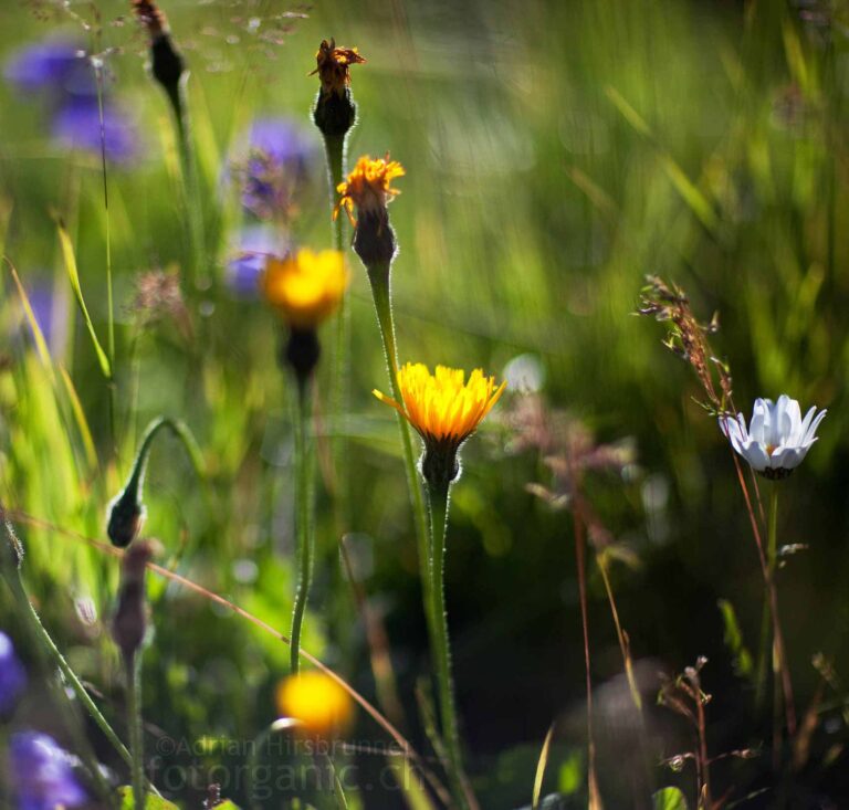 Impressionistisches Bild einer Alpenwiese.