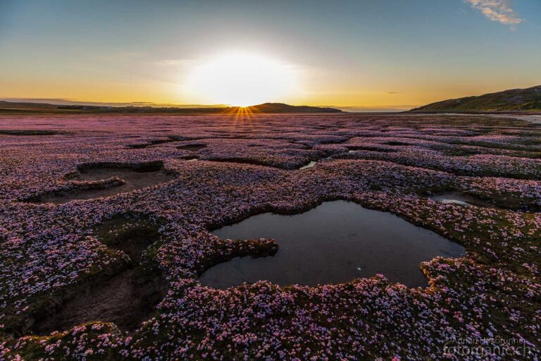 Salt Flats: Manchmal sind die Marschwiesen Schottlands mit Strandnelken übersät