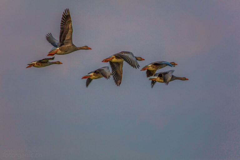 Gänse im Streiflicht