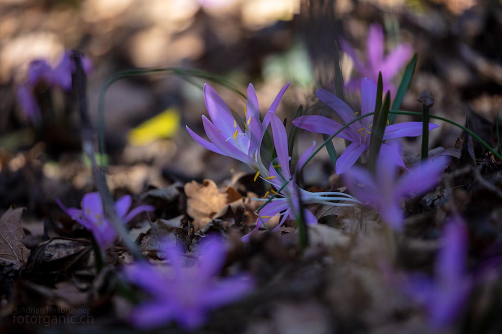 Frühlingslichtblumen: Die ersten Farbtupfer im winterlichen Eichenwald.