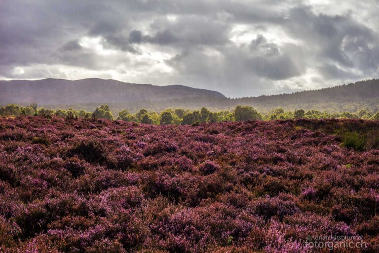 Die Heide in voller Blüte