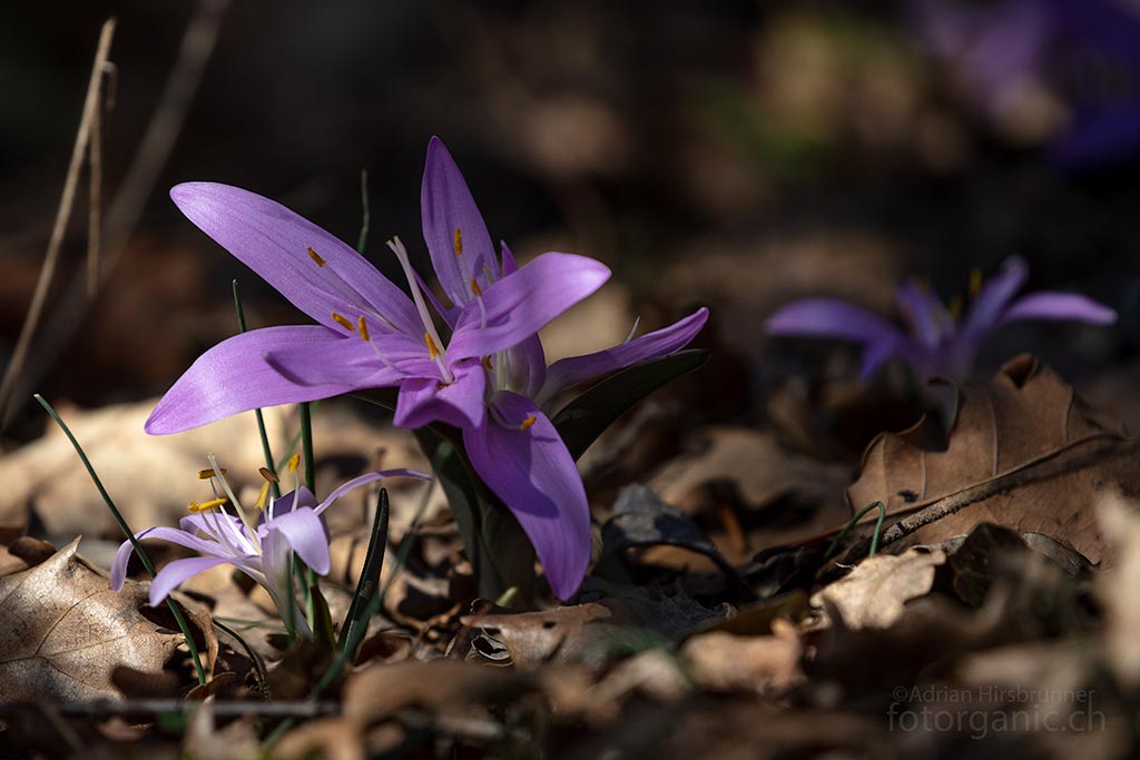 Manchmal sind die Lichtblumen auch an schattigen Stellen zu finden...