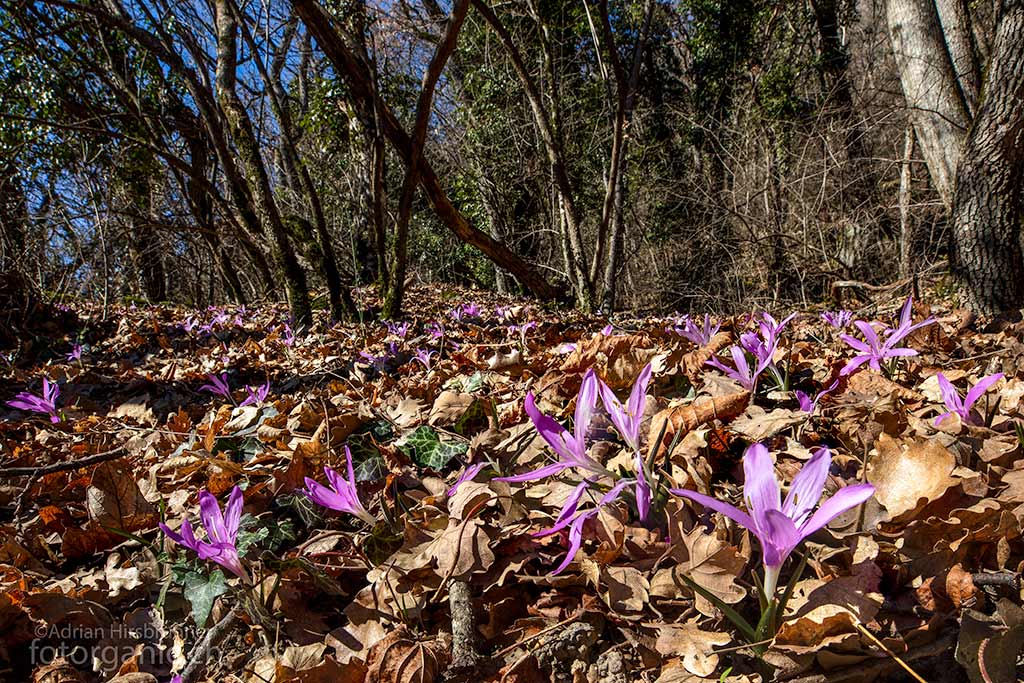 Meist sind die Lichtblumen gesellige Blümchen