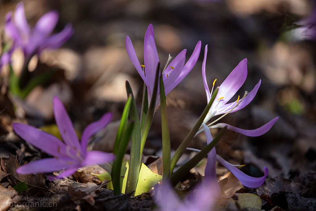 Lichtblumen im Eichenwald von Les Follatères