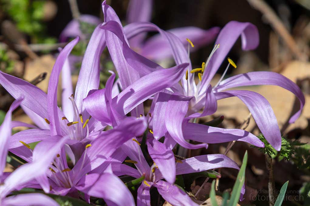 Zum Schluss noch ein Lichtblumenstrauss