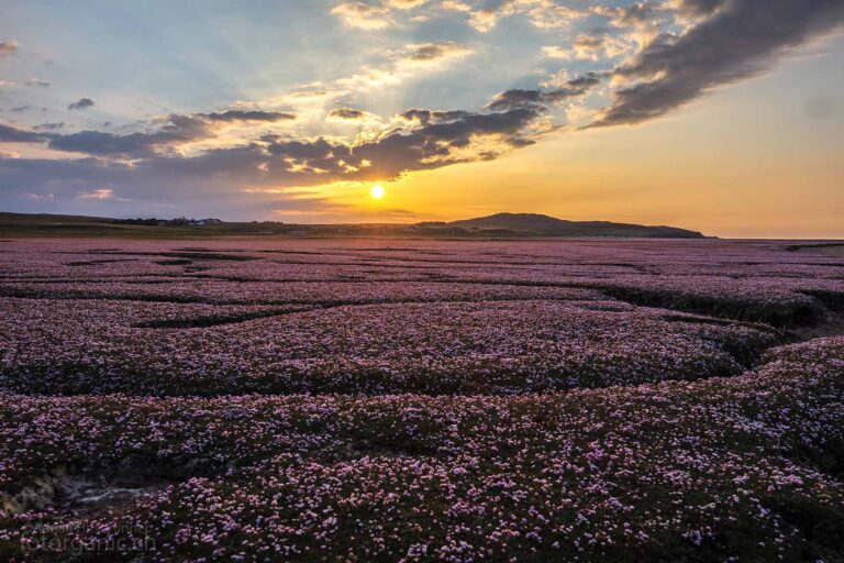 Gibt es etwas schöneres als dieses Blumenmeer im Sonnenuntergang?