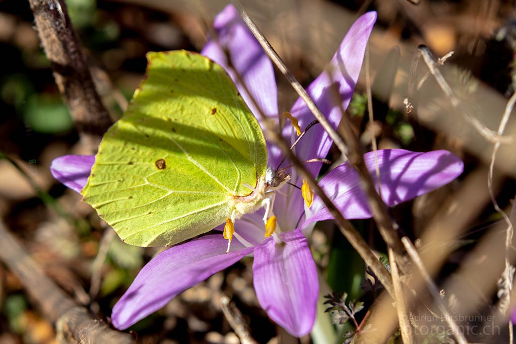 Alle sind wild auf die bunten Frühblüher: So auch dieser Zitronenfalter.