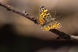 Das Landkärtchen ist ein Schmetterling der in zwei Generationen fliegt. Das Bild zeigt die Sommergeneration.