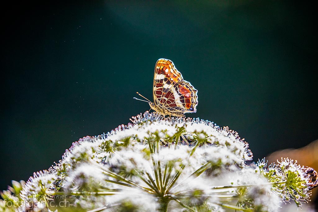 Charakteristisches Bild des Landkärtchens: Die Flügelunterseite weist das typische Landkartenmuster auf, das dem Schmetterling seinen Namen gegeben hat.