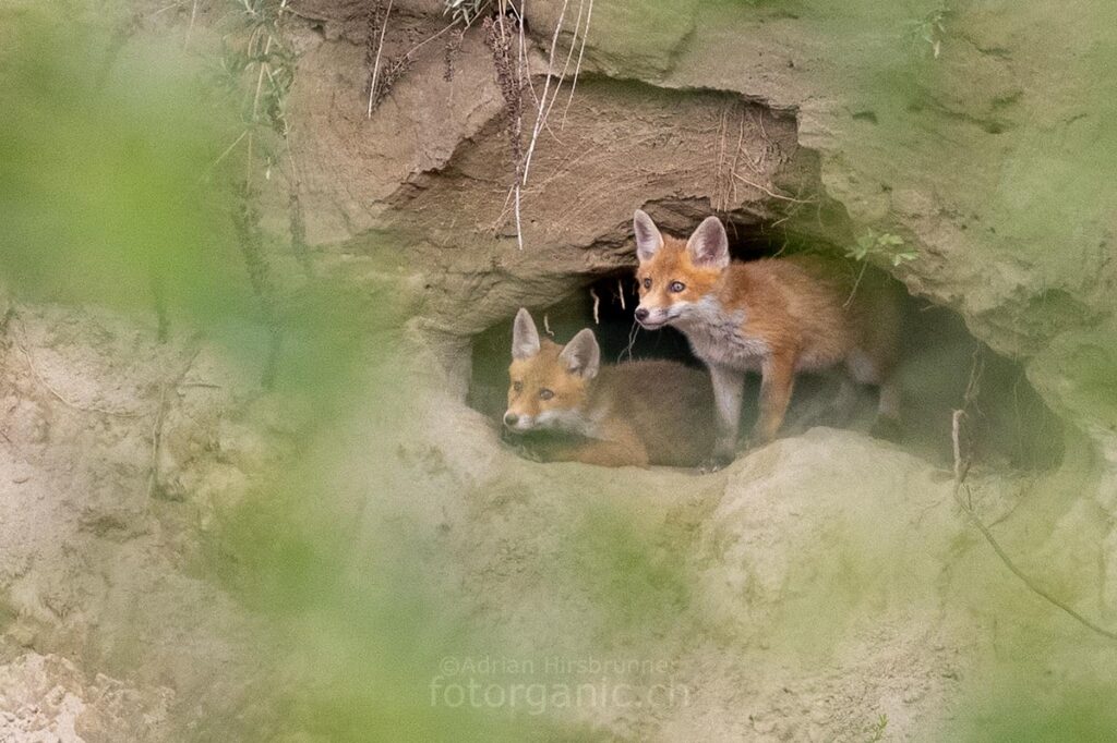 Gefährliche Nachbarschaft. So putzig die beiden jungen Füchse auch sein mögen: Der Fuchsbau befindet sich ausgerechnet in jener Felswand, in der auch die Bienenfresser brüten.
