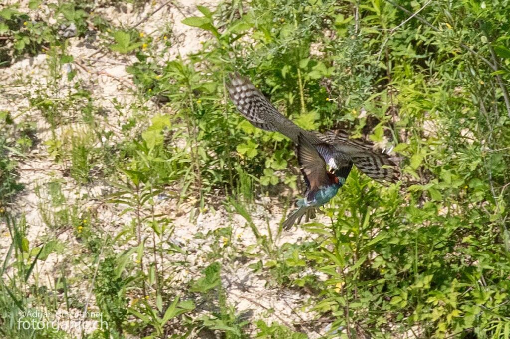 Der Sperber ist ein sehr geschickter Jäger. Hier ergreift er einen unglücklichen Bienenfresser.