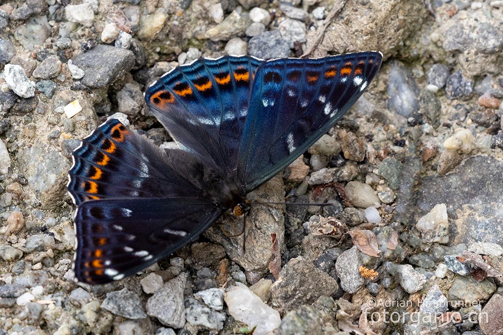 Der Grosse Eisvogel ist mit einer Flügelspannweite von 8 cm der grösste Tagfalter Europas.