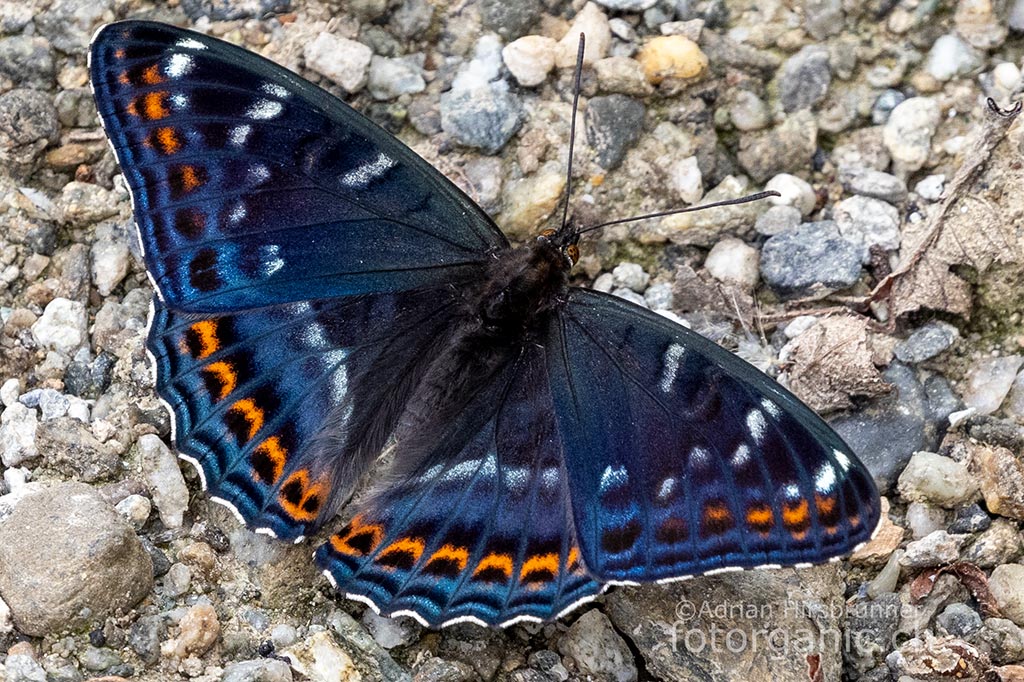 Grosser Eisvogel mit blau schillernder Flügeloberseite. Mit fortschreitender Alterung verlieren die Falter diese blaue Schillerfarbe.