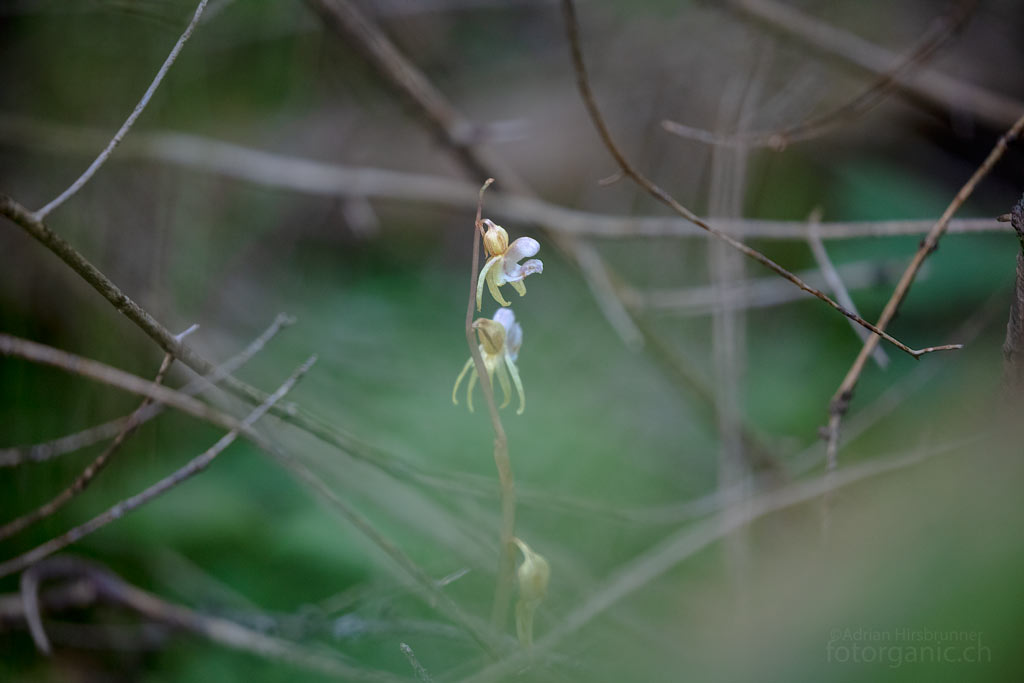 In Grossbritannien wird der Widerbart  Ghost Orchid genannt. Ein trefflicher Name für diese geheimnisvolle Orchidee