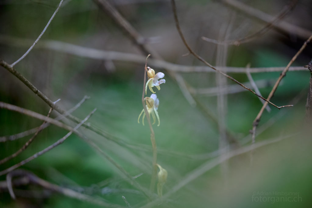 In Grossbritannien wird der Widerbart Ghost Orchid genannt. Ein trefflicher Name für diese geheimnisvolle Orchidee