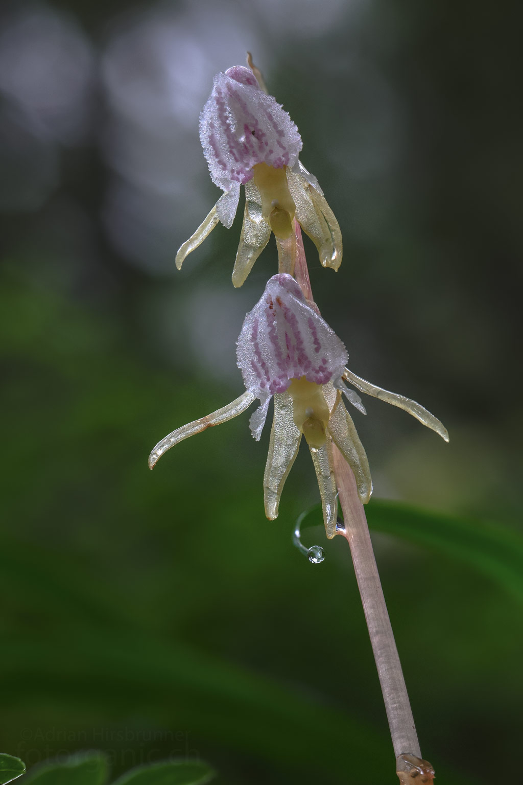 Die Blüten des Widerbart erscheinen in der Nahaufnahme fast transparent.