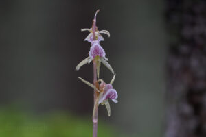 Der Widerbart (Epipogium aphyllum) ist eine seltene heimische Waldorchidee.