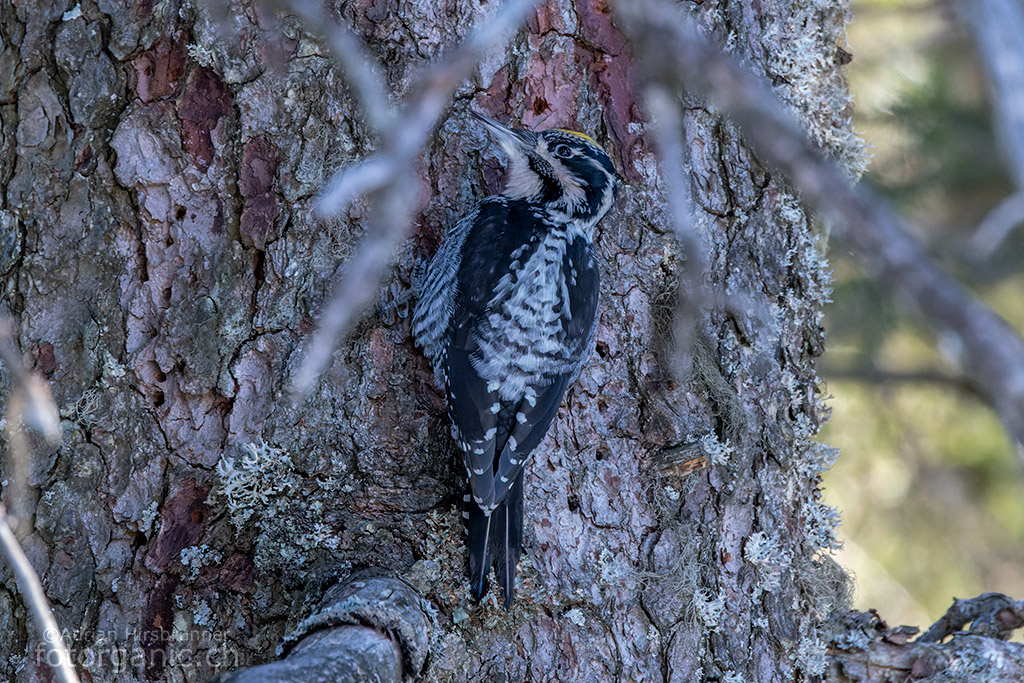 Dreizehenspecht, aufgenommen mit der Canon EOS R5 und dem Canon RF 100-500mm F4.5-7.1 L IS USM bei ISO 12800. Vogelaufnahmen mit der neuen Spiegellosen.