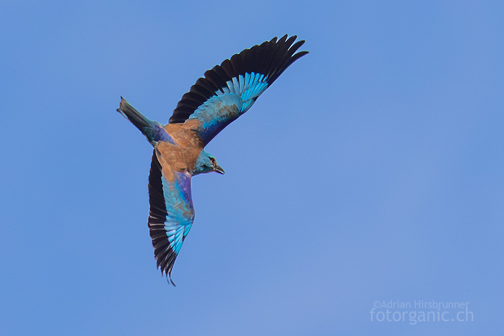 Die Blauracke ist mit ihren Flügeln in der Lage, in der Luft spektakuläre Wendungen vorzunehmen.