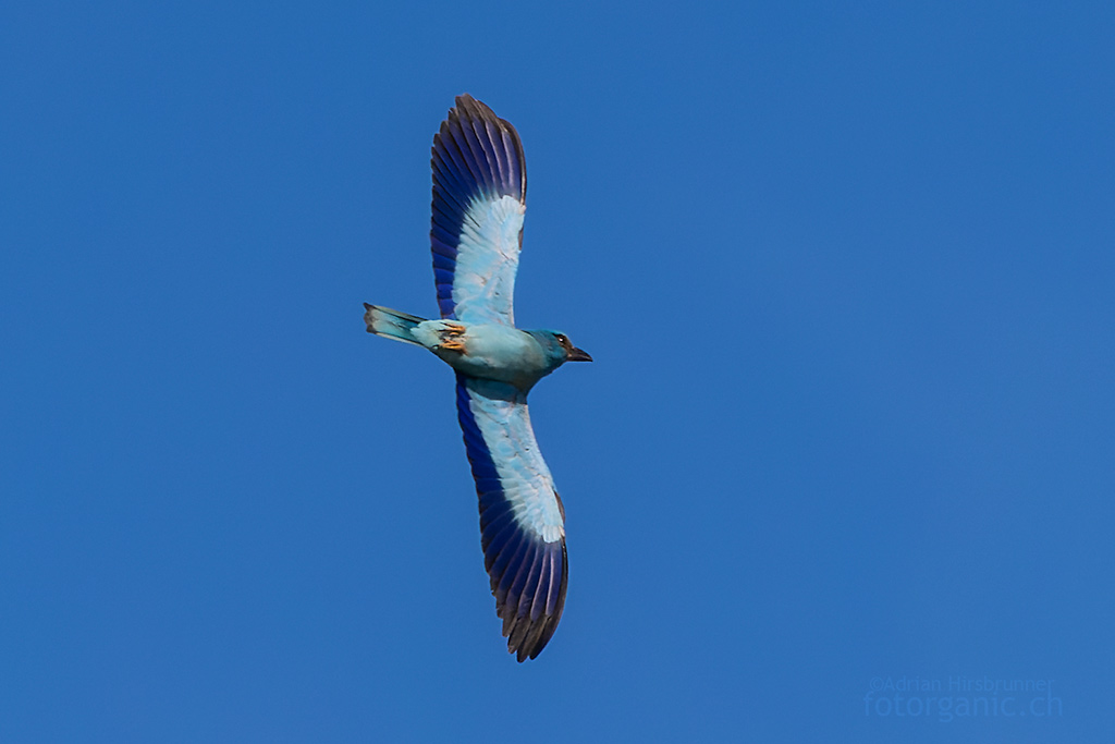 Auffällig ist die paddelähnliche Flügelform der Blauracke. Sie erinnert an die Schwingen eines Kiebitz.
