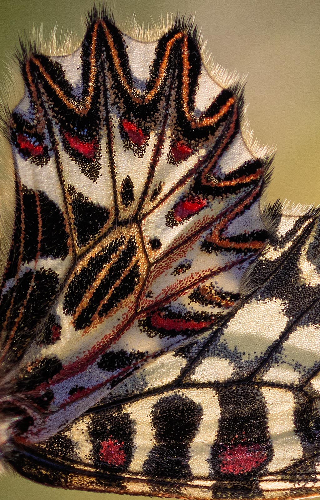 Hintergrundbild. Charakteristisch gezeichneter Flügel des Osterluzeifilters