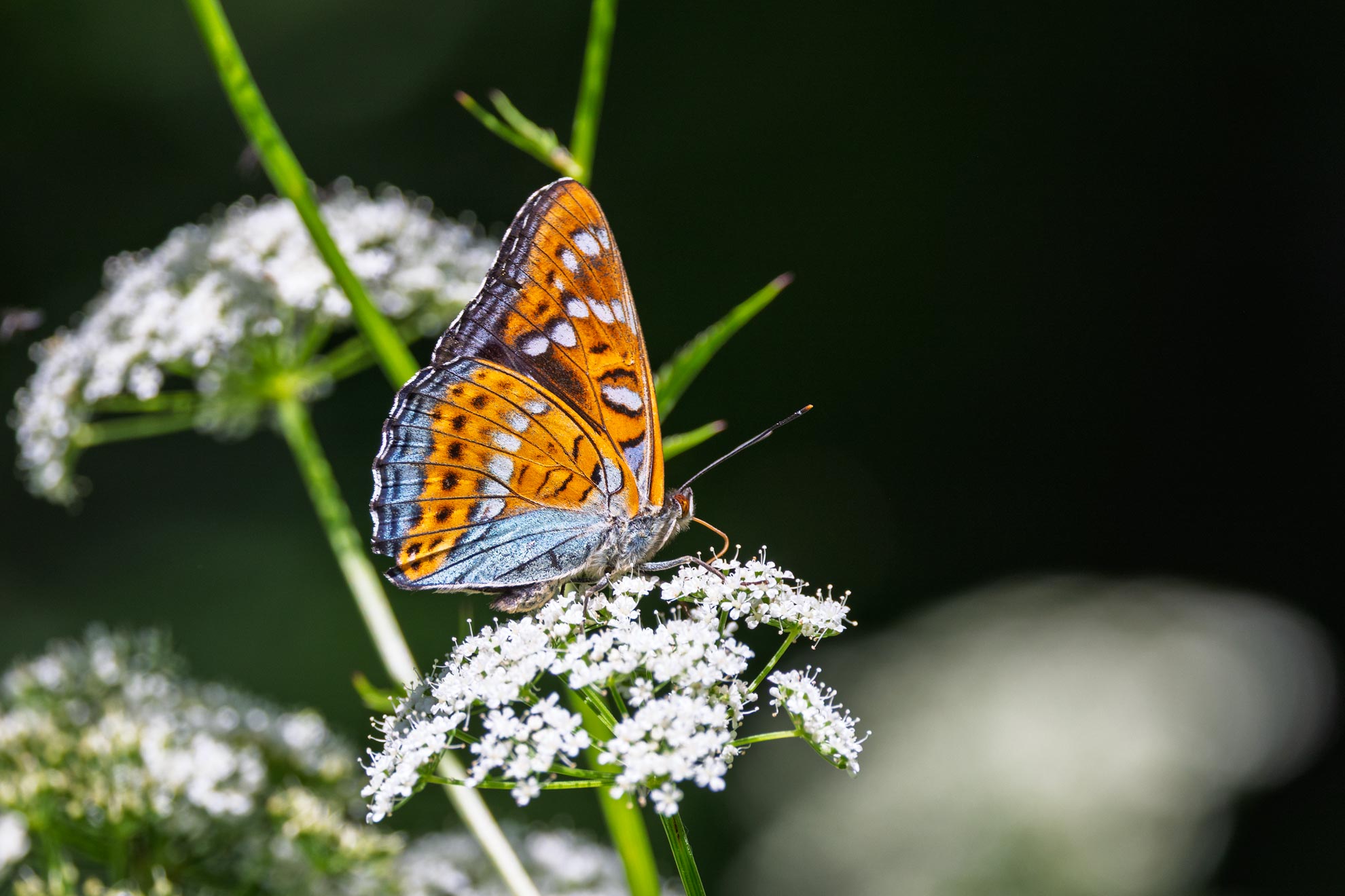 Grosser Eisvogel (Limenitis populi) beim seltenen Besuch auf einer Blüte