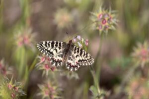 Osterluzeifalter sind Schmetterlinge der Ritterfalter und gehören der Gattung Zerynthia an.