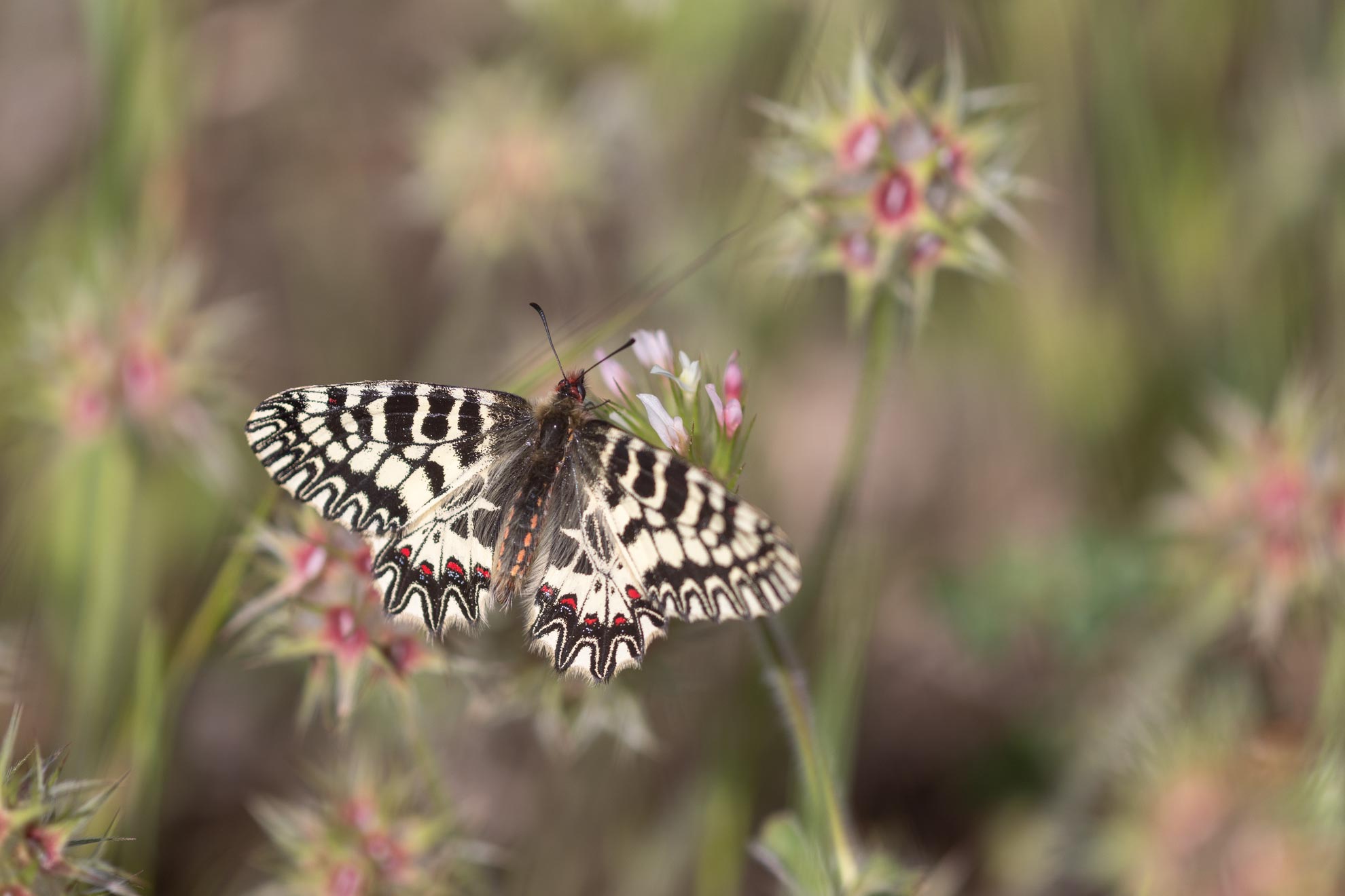Der Italienische Osterluzeifalter (Zerynthia cassandra) kommt in Italien südlich des Po vor.