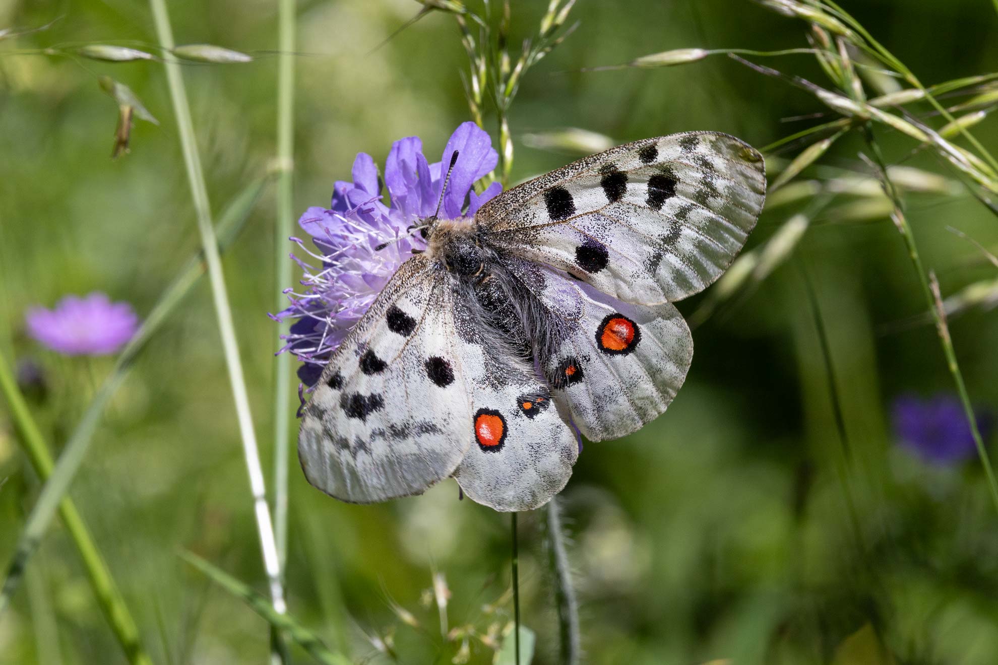 Der Rote Apollo gehört zu den schönsten Schmetterlingen unserer heimischen Fauna. Leider ist er vielerorts selten geworden.