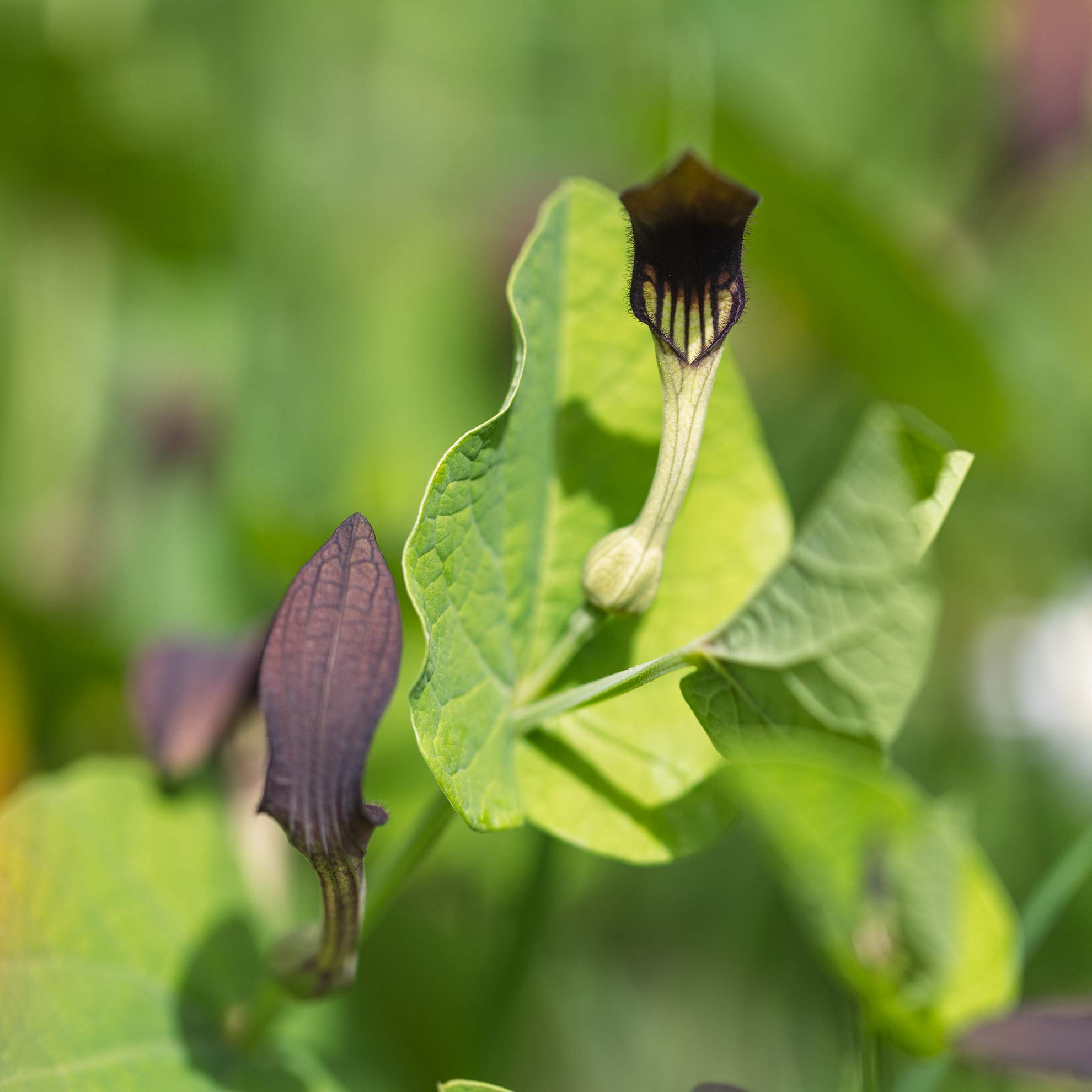 Wo der Osterluzeifalter fliegt, muss auch dessen Raupenfutterpflanze sein. Nach einiger Zeit des Suchens finden wir sie: Die Rundknollige Osterluzei (Aristolochia rotunda).