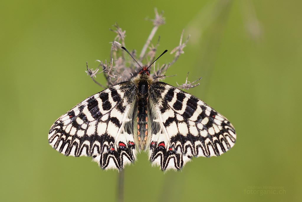 Osterluzeifalter ruhend