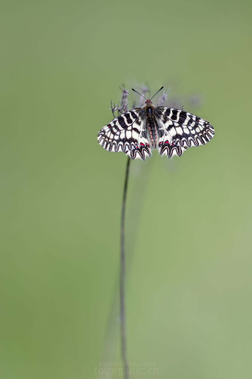 Osterluzeifalter auf Sitzwarte