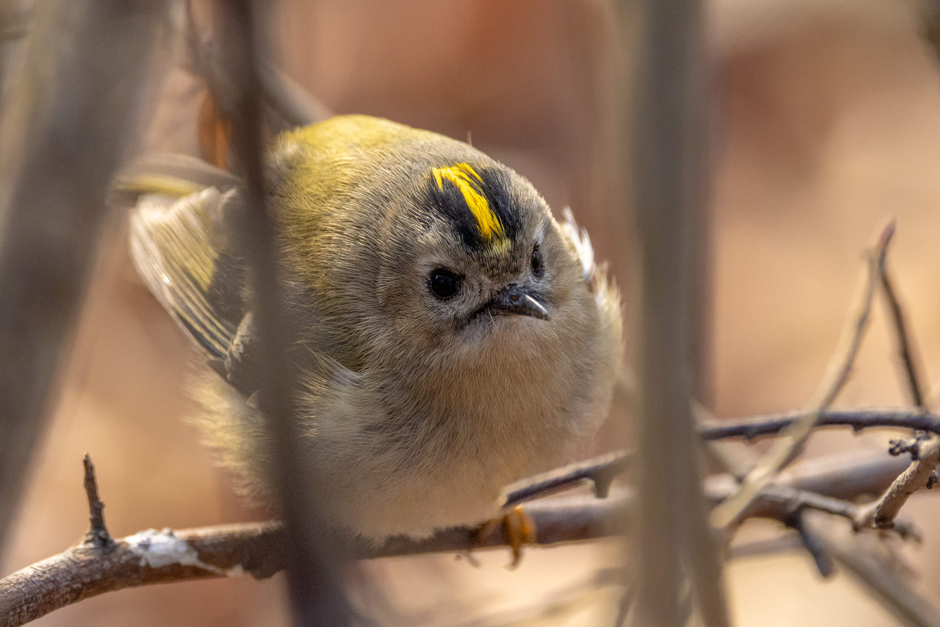 Das Wintergoldhähnchen wiegt nur 4-7g.