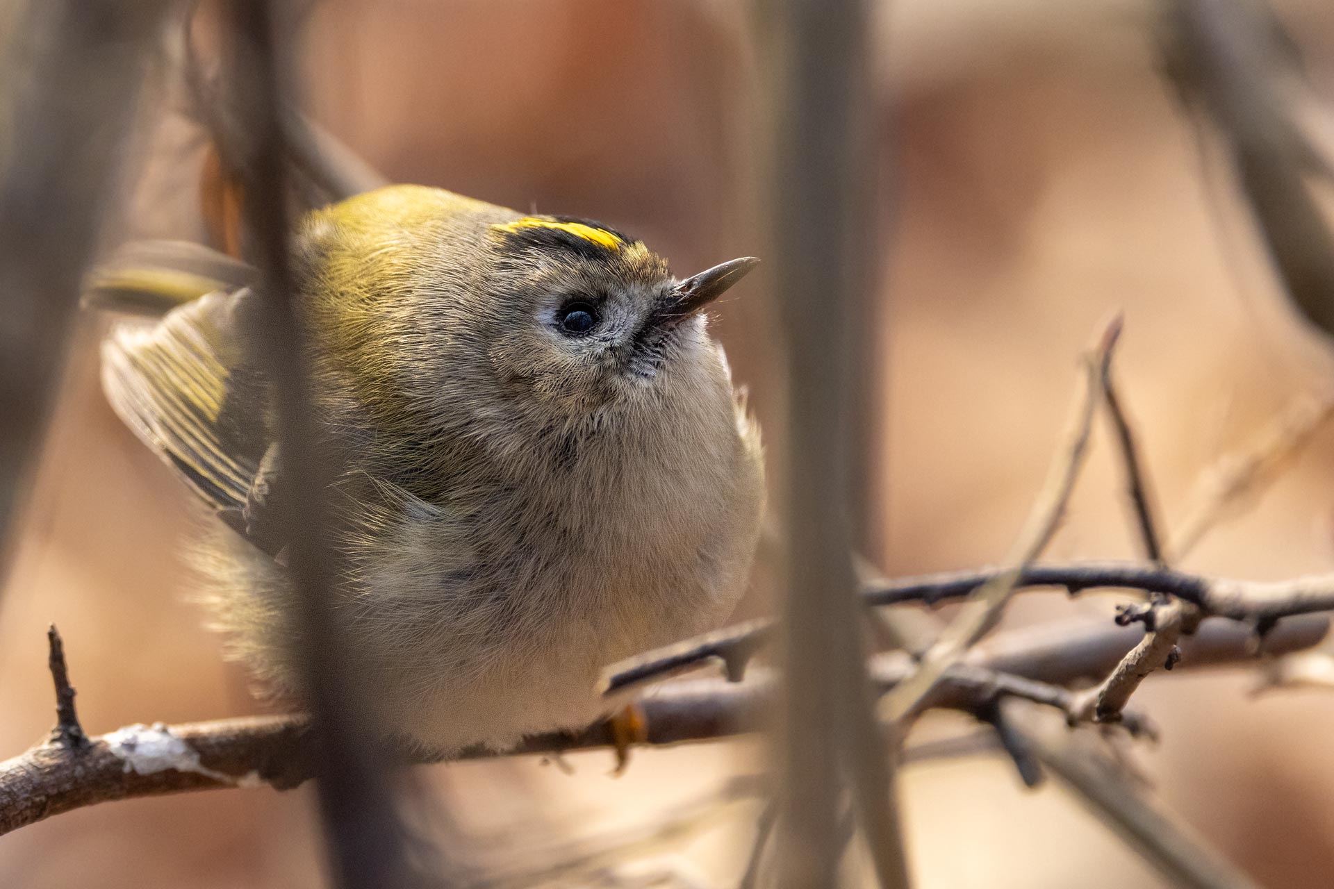Wintergoldhähnchen sind die kleinsten Vögel Europas. In Bern sind sie in grosser Zahl an der Aare zu beobachten.