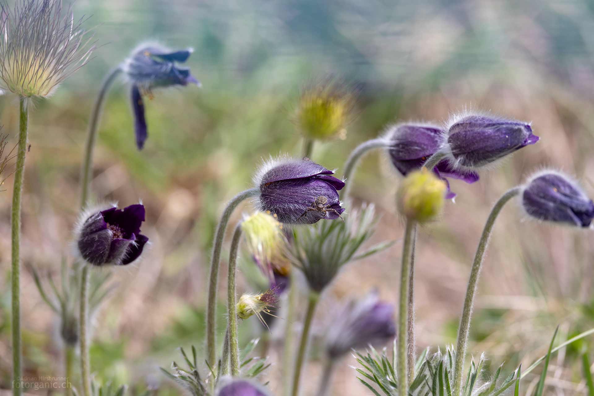 Die Berg-Küchenschelle, auch Alpen-Anemone genannt, ist ein geniales Motiv für Naturfotografen.