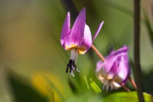 Die Hundszahnlilie (Erythronium dens-canis) ist ein Liliengewächs aus der Gattung der Zahnlilien. Sie ist eng mit den Tulpen verwandt.