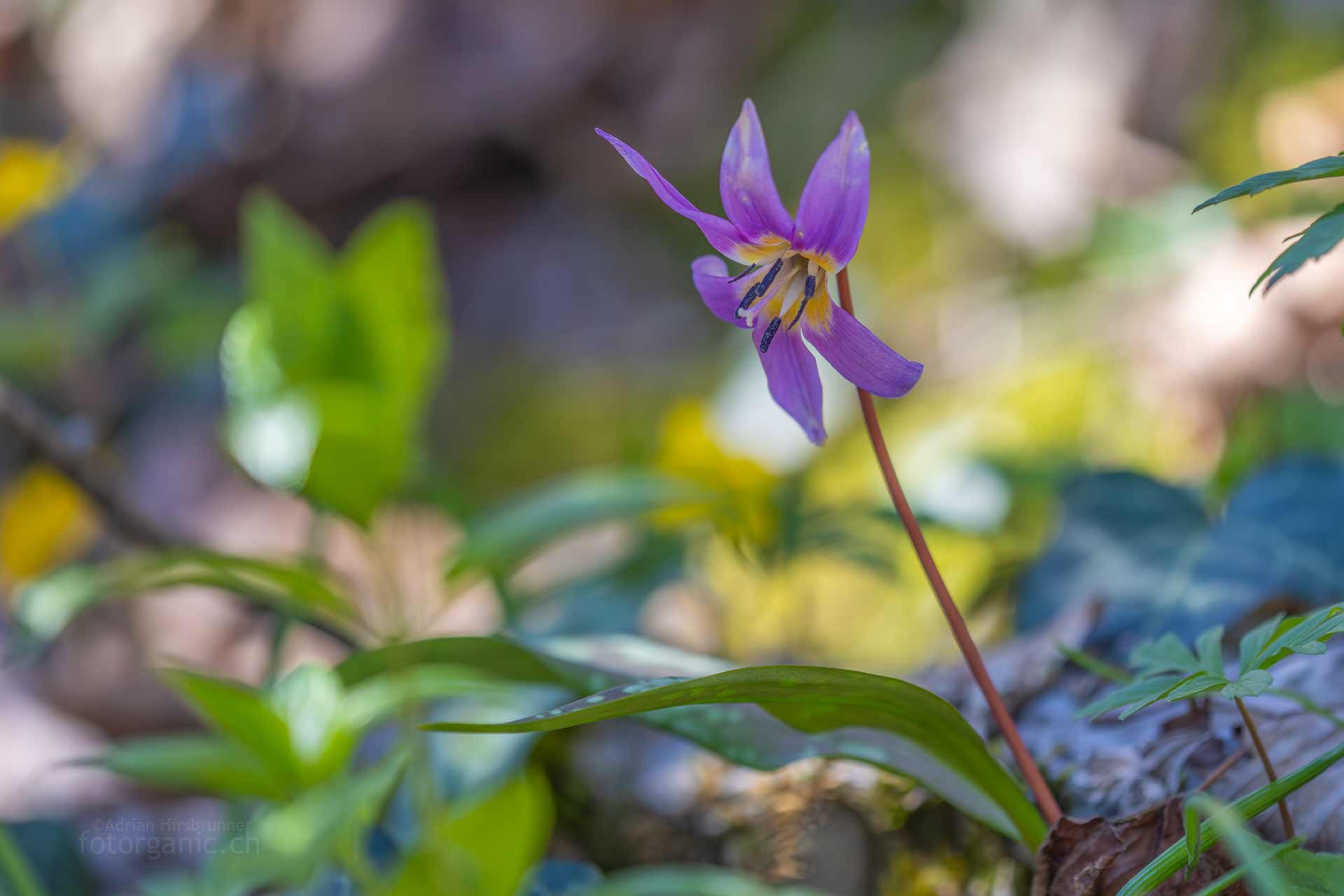 Die Hundszahnlilie ist ein Frühblüher und nach den dunklen Wintertagen ein willkommenes Fotomotiv.