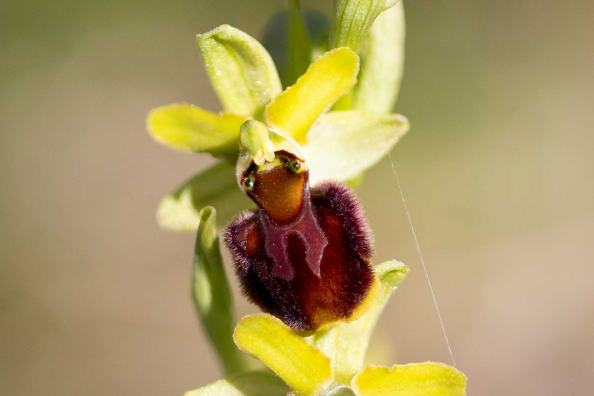 Die seltene Grosse Spinnen-Ragwurz ist eine der ersten blühenden Orchideen im Frühling.