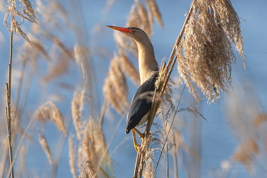 Männliche Zwergdommel Zwergdommel-Männchen auf einem Schilfhalm